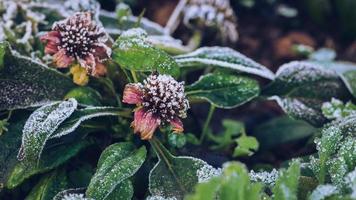 sfondo fiore osteospermum. fiori viola. il gelo è sulle foglie e sui fiori. foto