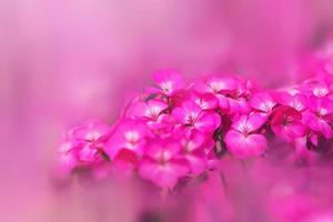 sfondo fiore geranio. fiori da giardino. un mazzo di fiori rosa sfocato. full frame, pittura digitale. rosa geranio foto