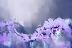 sfondo natura fiore messicano aster. fiori viola. sfocatura dello sfondo. fiore di carta da parati, spazio per il testo. foto