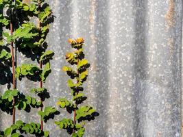 la recinzione di lamiera ondulata arrugginita con la foglia di phyllanthus reticulatus poir foto