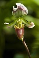 fiore di orchidea paphiopedilum callosum foto