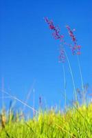fiore di erba rubino natale redtop nel vento e nel cielo blu