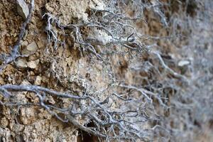 terra sezione con diverso strati di suolo, rocce e pianta radici metropolitana foto