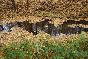 bellissimo natura autunno paesaggio con lago. scenario Visualizza su autunno città parco con d'oro giallo fogliame nel nuvoloso giorno foto