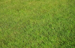 struttura di verde Basso erba su un' soleggiato giorno foto