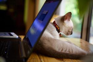 donne utilizzando il computer portatile Lavorando e bevanda caffè tazza caldo a casa foto