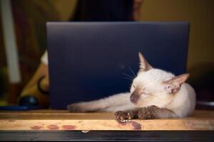 donne utilizzando il computer portatile Lavorando e bevanda caffè tazza caldo a casa foto