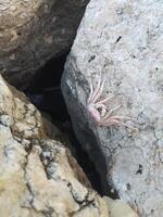 un' morto Granchio su un' roccia nel il spiaggia foto