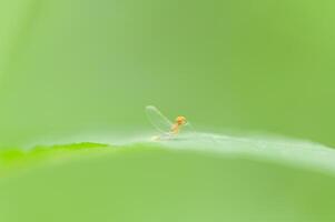 macro potamanthidae su foglia, in natura foto