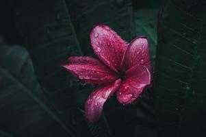 macro fiore frangipani in natura foto