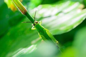 macro di cavalletta su foglia in natura foto