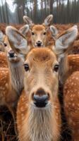 ai generato curioso macchiato cervo mandria nel nebbioso foresta a alba foto