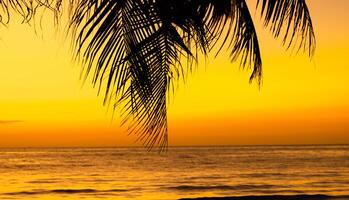 silhouette di palma albero su il spiaggia durante tramonto di bellissimo un' tropicale spiaggia su cielo sfondo foto
