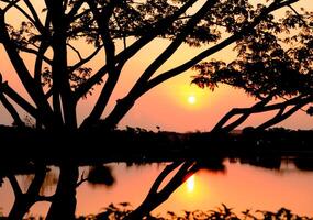 silhouette di il rami albero su il tramonto riflette il acqua nel il lago. foto