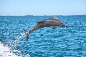 un' saltare delfino foto