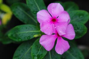 bellissimo rosa catharanthus roseo. è anche conosciuto come capo pervinca, cimitero pianta, vecchio domestica, annuale vinca multiflora, apocynaceae fioritura impianti, medicinale erba. foto