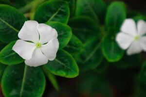 bellissimo rosa catharanthus roseo. è anche conosciuto come capo pervinca, cimitero pianta, vecchio domestica, annuale vinca multiflora, apocynaceae fioritura impianti, medicinale erba. foto