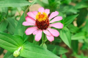 rosa fiore di peruviano zinnia , selvaggio zinnia pianta o zinnia peruviano, membro di il Asteraceae famiglia foto