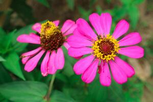 rosa fiore di peruviano zinnia , selvaggio zinnia pianta o zinnia peruviano, membro di il Asteraceae famiglia foto