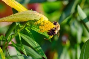 Comune orientale Bumble ape si blocca a partire dal un' verga d'oro giallo fiore foto