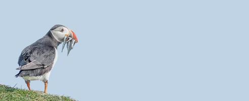 banner con uccello marino Pulcinella di mare del Nord Atlantico che tiene il pesce di aringa nel becco a Isole Faroe Mykines, a cielo blu sfondo solido con spazio di copia. concetto di biodiversità e conservazione della fauna selvatica foto