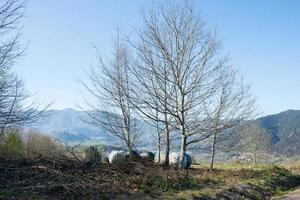 bellissimo paesaggio con alberi e balle di fieno in primavera, giornata di sole. foto