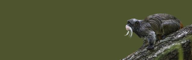 banner con un ritratto di divertente scimmia tamarin imperatore barbuto dalle giungle brasiliane, adulto, maschio. concetto di conservazione della fauna selvatica, biodiversità e intelligenza animale.