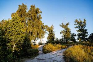 foresta sentiero illuminato di il mattina sole a alba, caldo estate giorno, sole bagliore, paesaggio foto