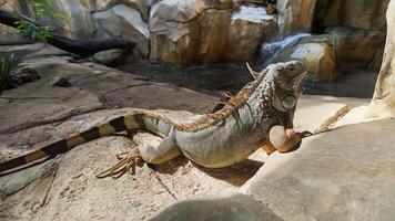 iguana prendere il sole su roccioso terreno foto