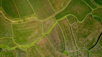 verdeggiante terreni agricoli patchwork a partire dal sopra foto