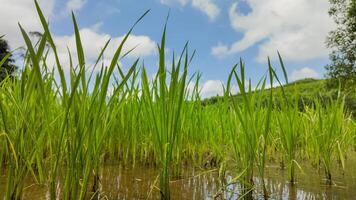 verdeggiante riso risaia sotto soleggiato cieli foto