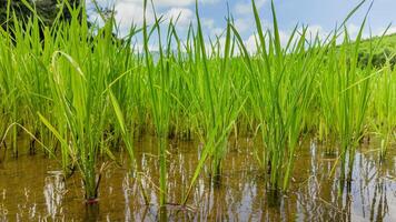 verdeggiante riso risaie fiorire nel acqua foto