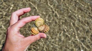 mano con pettine conchiglia al di sopra di mare foto