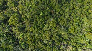 verdeggiante foresta baldacchino, terre lussureggiante mantello foto