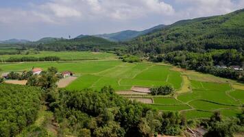 verdeggiante riso i campi aereo rurale beatitudine foto