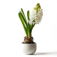 ai generato un' minimalista porcellana piantatore con un' singolo fioritura giacinto isolato su un' trasparente sfondo foto