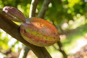 cacao sull'albero in giardino foto