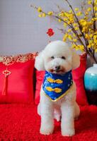 adorabile bianca barboncino cane indossare Cinese nuovo anno collare con sospeso pendente parola significare benedizione, giallo ciliegia fiorire e rosso cuscino su rosso stoffa pavimento. foto