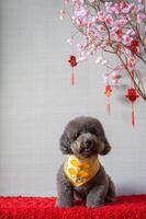 adorabile nero barboncino cane indossare Cinese nuovo anno collare con sospeso pendente parola significare benedizione con rosa ciliegia fiorire su rosso stoffa pavimento. foto