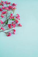 rosa Cinese fiorire su blu sfondo per Cinese nuovo anno concetto. foto