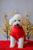 adorabile bianca barboncino cane indossare Cinese nuovo anno stoffa con giallo ciliegia fiorire su rosso stoffa pavimento. foto