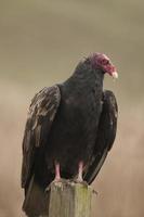 avvoltoio tacchino, point reyes
