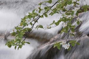 yosemite cornioli e fiume merced foto