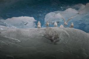 gabbiani che riposano sull'iceberg foto