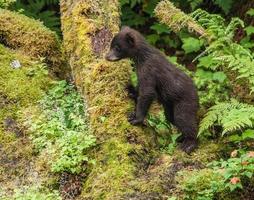 cucciolo di orso nero ad anan Creek foto