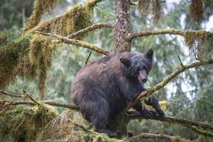 cucciolo di orso nero addormentato, anan Creek foto