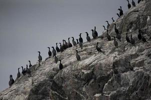 colonia di cormorani nelle isole indiane foto