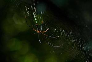 ragno aracnide siede nella sua tana su sfondo nero foto