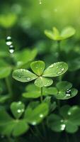 verde trifoglio per bene fortuna su st Patrick giorno luminosa sfocatura sfondo vacanza primavera pianta sfondo foto