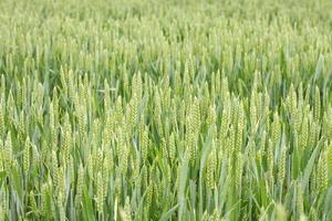 trama di campo di grano foto